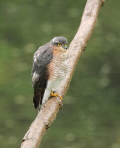 Sparrowhawk, by Trevor Baker