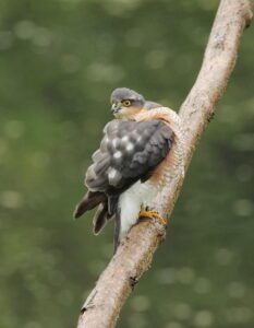 Sparrowhawk, by Trevor Baker