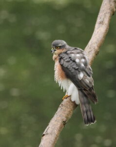 Sparrowhawk, by Trevor Baker