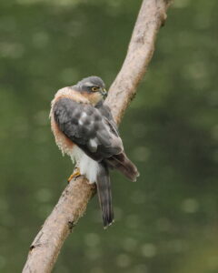 Sparrowhawk, by Trevor Baker