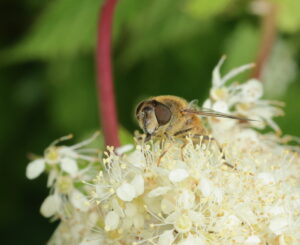 Tapered Drone Fly Eristalis pertinax, by Trevor Baker