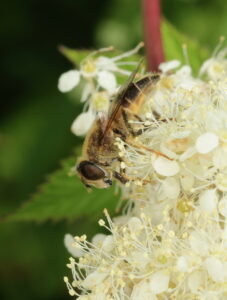 Tapered Drone Fly Eristalis pertinax, by Trevor Baker