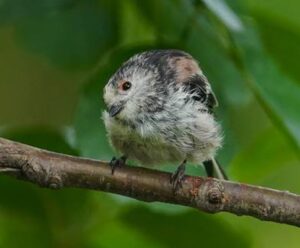Long-Tailed Tit, by Harry Marcroft