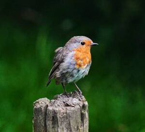 Robin, by Harry Marcroft