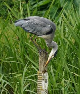 Heron, by Harry Marcroft