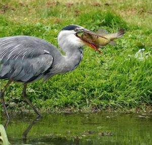 Heron, by Harry Marcroft