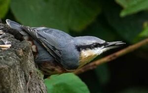 Nuthatch, by Harry Marcroft