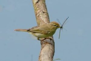 Chiffchaff, by Harry Marcroft