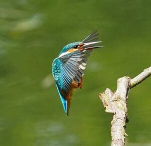 Kingfisher, by Harry Marcroft
