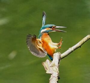 Kingfisher, by Harry Marcroft