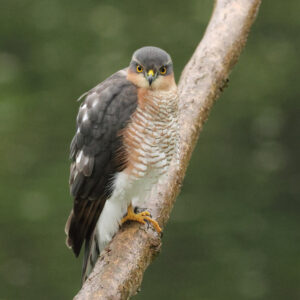 Sparrowhawk, by Trevor Baker