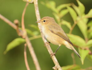 Chiffchaff, by Trevor Baker