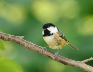 Coal Tit, by Trevor Baker