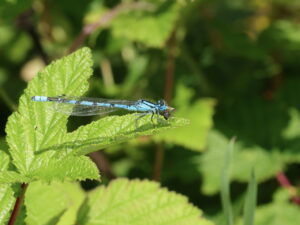 Common Blue Damselfly Enallagma cyathigerum, by Trevor Baker