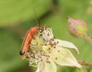 Common Red Soldier Beetle Rhagonycha fulva, by Trevor Baker