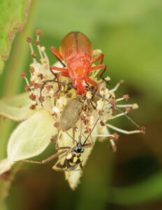 Common Red Soldier Beetle Rhagonycha fulva, by Trevor Baker