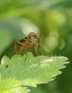 Dagger Fly Empis livida, by Trevor Baker