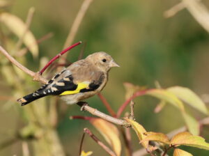 Goldfinch, by Trevor Baker