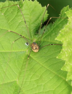Harvestman Leiobunum rotundum, by Trevor Baker