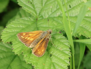 Large Skipper Ochlodes sylvanus, by Trevor Baker