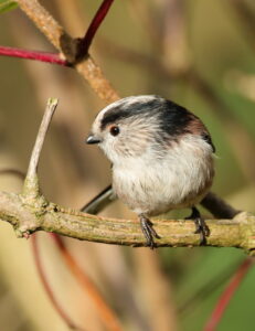 Long-Tailed Tit, by Trevor Baker