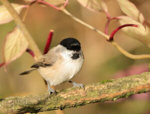 Marsh Tit, by Trevor Baker