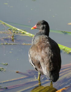 Moorhen, by Trevor Baker