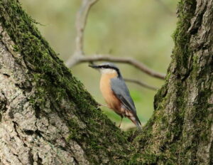 Nuthatch, by Trevor Baker