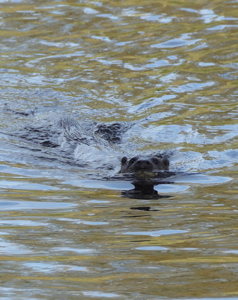 Otter, by Trevor Baker