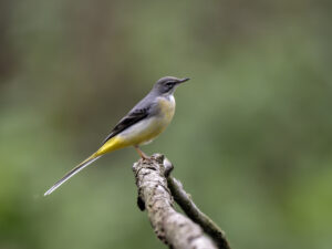 Grey Wagtail, by Paul Newey