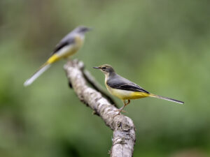 Grey Wagtails, by Paul Newey