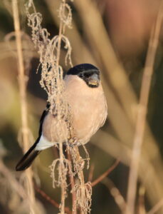 Bullfinch, by Trevor Baker