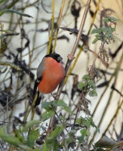 Bullfinch, by Trevor Baker