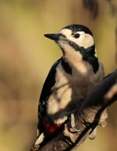 Great Spotted Woodpecker, by Trevor Baker