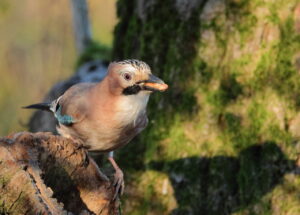 Jay, by Trevor Baker