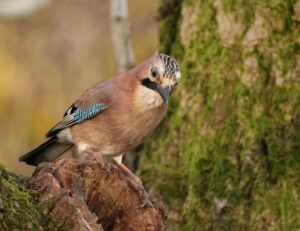 Jay, by Trevor Baker