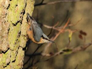 Nuthatch, by Trevor Baker