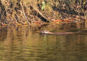 Otter, by Trevor Baker