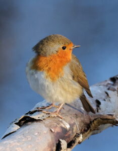 Robin, by Trevor Baker