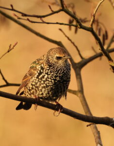 Starling, by Trevor Baker