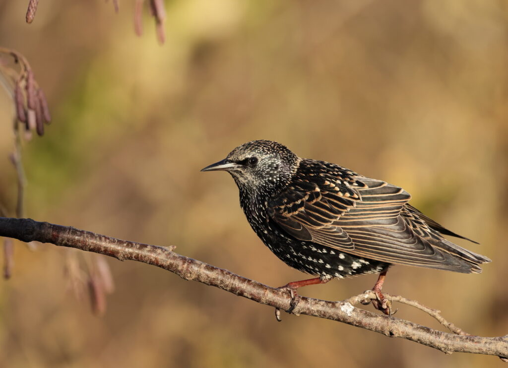 Starling, by Trevor Baker
