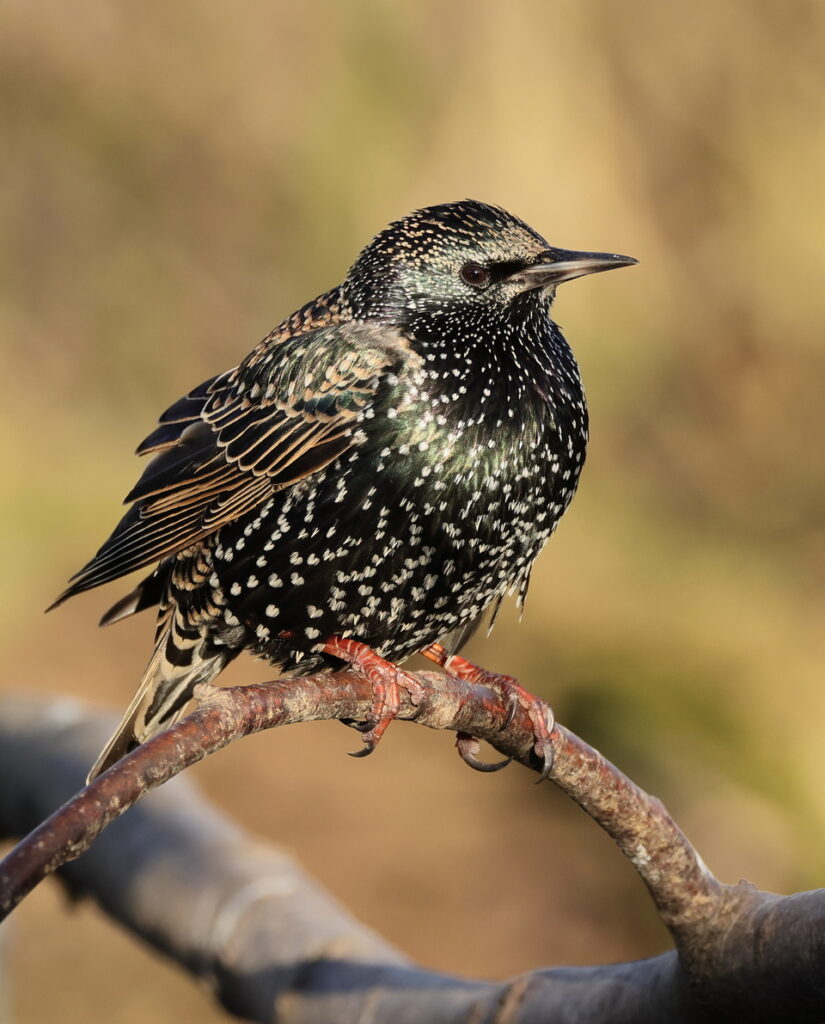 Starling, by Trevor Baker