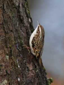 Treecreeper, by Trevor Baker