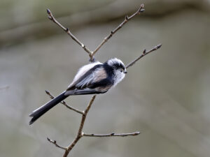 Long-Tailed Tit, by Paul Newey