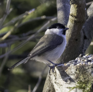 Marsh Tit, by Dave Ward