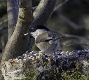 Marsh Tit, by Dave Ward