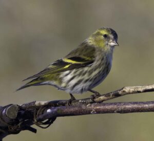 Siskin, by Dave Ward