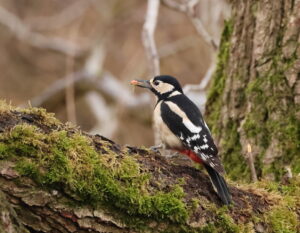 Great Spotted Woodpecker, by Trevor Baker
