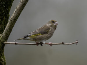 Greenfinch, by Paul Newey