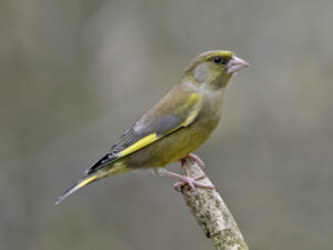 Greenfinch, by Paul Newey